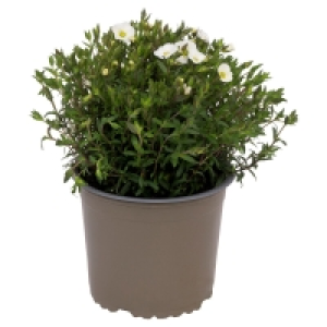GARDENLINE Polsterstaude