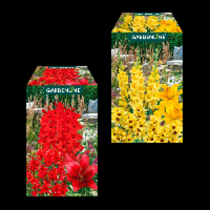 GARDENLINE Blumenzwiebeln Farbmix 3.33 €