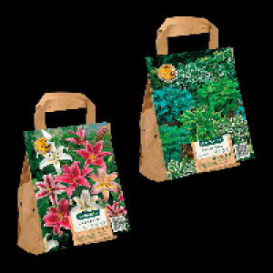 Aldi Nord Gardenline GARDENLINE Blumenzwiebeln