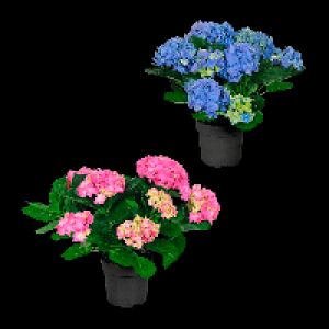 Angebot Aldi Nord GARDENLINE HortensienBusch (Hydrangea