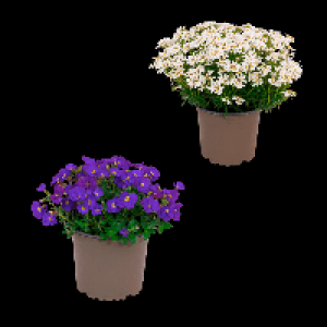 GARDENLINE Polsterstaude 1.29 €