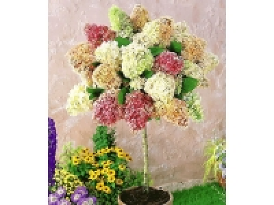 Angebot Lidl HortensienStämmchen »Grandiflora