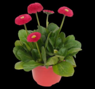 Gänseblümchen 0.79 €