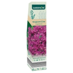 Aldi Süd  GARDENLINE Premium-Beetpflanzen-Sortiment und -Rosen