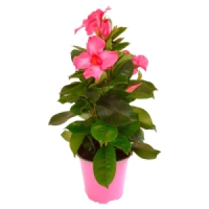 GARDENLINE Dipladenia