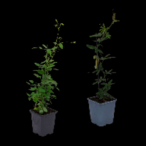 GARDENLINE Rankpflanze 1.99 €