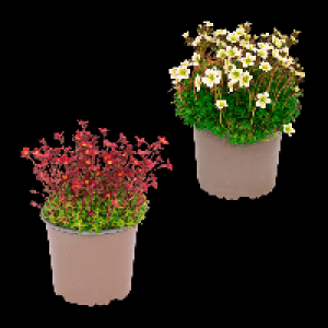 GARDENLINE Polsterstaude 1.79 €