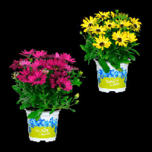 GARDENLINE Kapmargerite 1.49 €