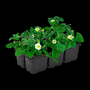 GARDENLINE Erdbeerpflanzen 2.99 €