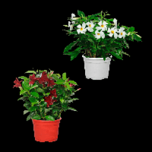 GARDENLINE Dipladenia 3.99 €