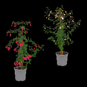 GARDENLINE Fuchsienstamm 6.99 €