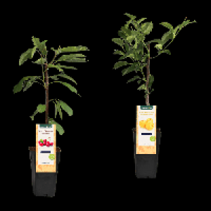 GARDENLINE Mini-Obstbaum 5.99 €