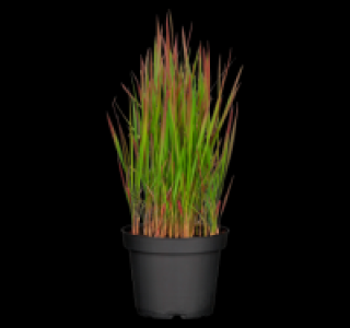 Verschiedene Gräser 4.49 €