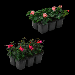 GARDENLINE Geranien / Fuchsien 3.79 €