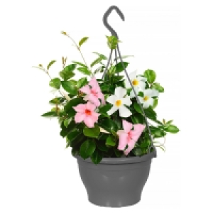 GARDENLINE Dipladenia-Ampel-Duo