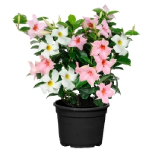 GARDENLINE Dipladenia-Busch-Duo