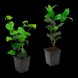 GARDENLINE Kübelpflanze 1.79 €