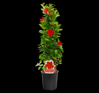 Dipladenia Pyramide