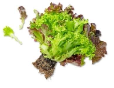 Dtsch. Multicolor-Salat 1.29 €