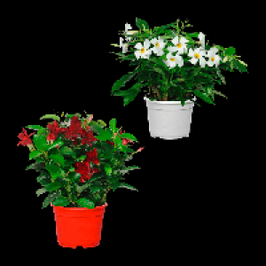 36+ Dipladenia Kaufen Aldi, Gardenline stauden mix zum günstigen