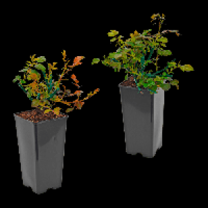 GARDENLINE Premiumrose 3.99 €
