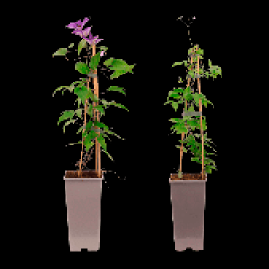 GARDENLINE Clematis 3.99 €