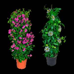 GARDENLINE Balkon- und Terrassenpflanze 10.99 €