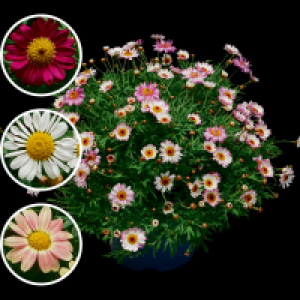 Margeritenbusch 4.99&nbsp;&euro;