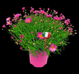 Margeritenbusch 6.99&nbsp;&euro;