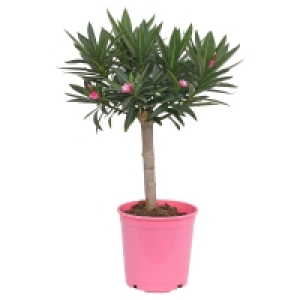 Aldi Süd  GARDENLINE Oleander-Stamm