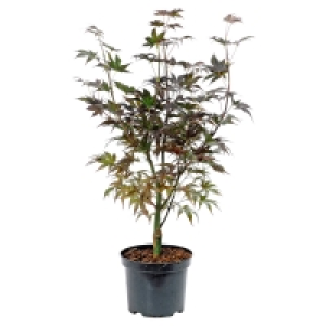 GARDENLINE Ahorn-Strauch