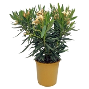 GARDENLINE Oleander-Busch