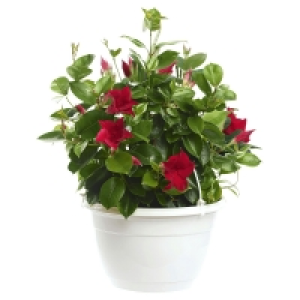 GARDENLINE Dipladenia 7.99 €