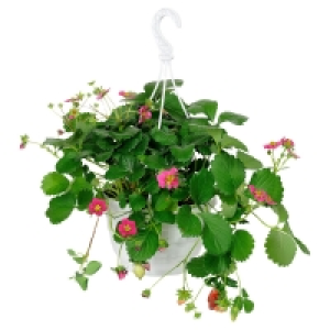 GARDENLINE Erdbeerpflanze 3.99 €