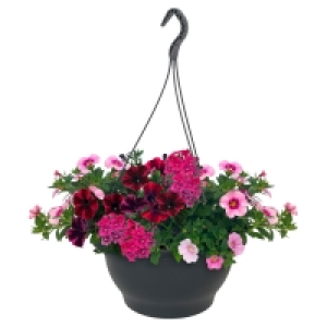 GARDENLINE Beet- und Balkonpflanzen Ton in Ton
