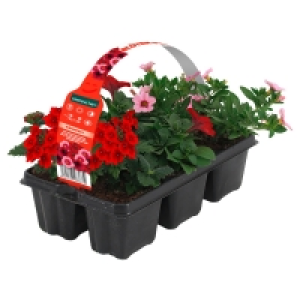 GARDENLINE Beet- und Balkonpflanzen Ton in Ton, 6er-Tray