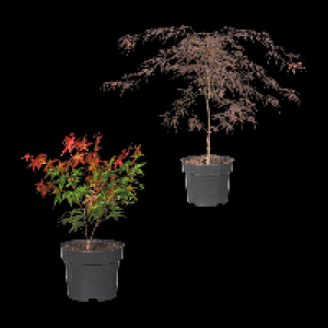 GARDENLINE Japanischer Ahorn 7.99 €