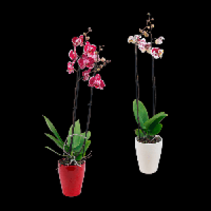 GARDENLINE Phalaenopsis 7.99 €