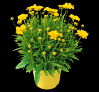 Staude 2.49 €