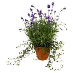 Aldi Süd  GARDENLINE Lavendel mit Mühlenbeckia