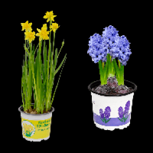 GARDENLINE Narzissen / Hyazinthen 1.69&nbsp;&euro;