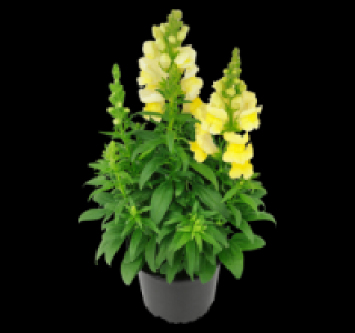 Löwenmäulchen 1.79 €