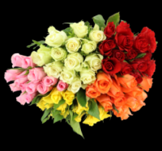 Wunderschöne Rosen 1.99 €