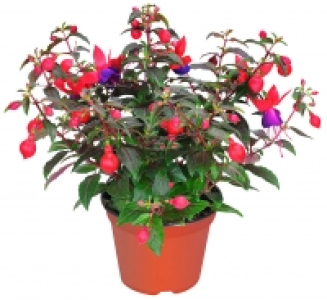 Fuchsie 2.22 €