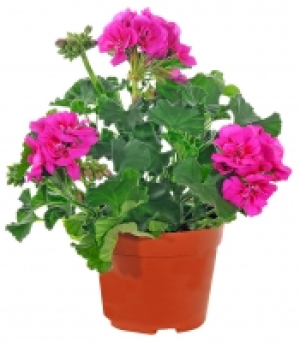 Geranie 1.79 €