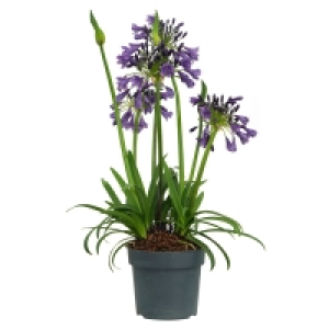 Aldi Süd  GARDENLINE Agapanthus