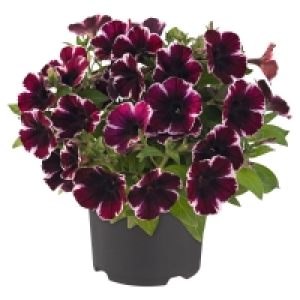 GARDENLINE Blühpflanzen-Trio