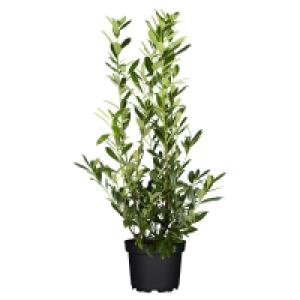 Aldi Süd  GARDENLINE Kirschlorbeer 