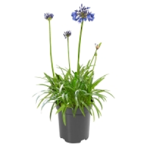 Aldi Süd  GARDENLINE XL Schmucklilie (Agapanthus)
