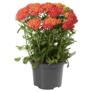GARDENLINE Sommerstaude 2.99 €